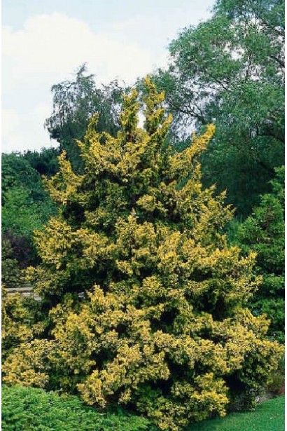 Кипарисовик Тетрагона Ауреа в ландшафтній композиції.